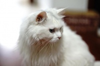 启博云宠物预约小程序商城系统：提升宠物门店运营效率