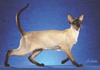 【图片】猫的种类与健康检查（四）【宠物美容师吧】