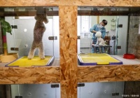 宠物寄养商城小程序定制开发