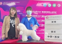 我的西安宠物美容培训之旅：从新手到专业造型师的蜕变