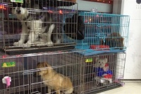 宠物医院美容加盟