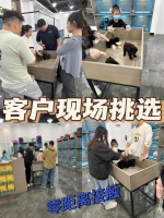 上海买猫狗的地方在哪里，上海买宠物这里可线下实体店挑选宠物！