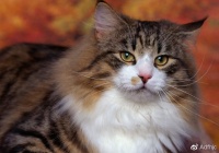 无论养狗还是养猫，这些宠物礼仪你应该了解一下