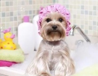 伊珊娜沐浴露：宠物皮毛的守护者