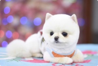 长沙三生石宠物美容学校