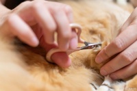 猫咪的指甲该如何剪？掌握正确方法，轻松为猫咪修剪指甲