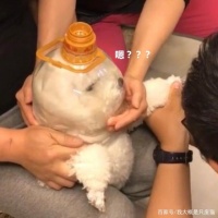 狗指甲不定期修剪危害大，只需4步教你给狗狗无痛剪指甲！