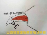 如何给宠物修剪指甲的方法