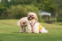 如何给宠物狗剪指甲？养狗人士必备实用技能！