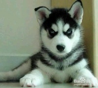 如何替宠物把指甲修剪整齐呢