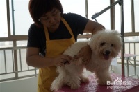 宠物美容之如何剪指甲