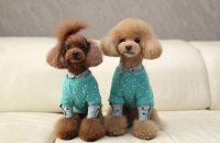 贵宾犬怎么剪指甲 贵宾犬修剪指甲方法