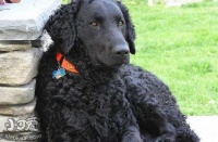 卷毛寻回犬怎么修剪指甲 卷毛寻回犬剪指甲技巧