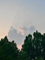 养宠家庭一定要试试的环境香氛