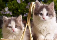 猫咪可以用香水吗？