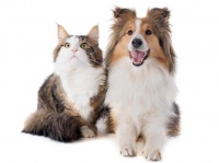 倔强尾巴宠物喷雾剂怎么样？能搞定异味问题吗？