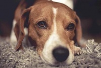 在生活中，你对狗狗做这“5个行为”，它会讨厌你