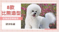 8款比熊造型，重庆宠物店造型师建议收藏
