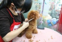 给宠物理发，各种各样的造型应接不暇，你家的狗躺枪了吗？