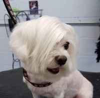 当狗狗们遇上Tony老师！网友分享宠物剃毛后搞笑照！