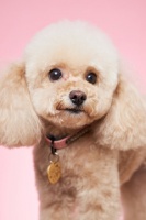 宠物造型的好处