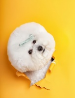 与宠物共舞，创造美丽，成就梦想——加盟宠物造型师，开启你的创业之路！