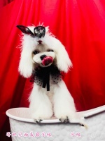 湖州宠物C级基础+萌系造型培训班