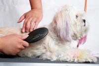 宠物掉毛处理秘籍！简单清洁工具