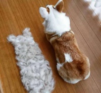 狗狗到了换毛季：大量脱毛该怎么办？别急，快来看看这4个做法