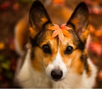 冠能狗粮：狗狗秋季脱毛处理方案