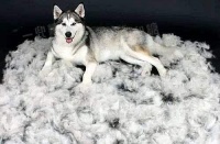 惊恐！ 逼疯铲屎官的掉毛季又来了，快来学点自救方法~