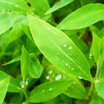 宠物脱毛症要点总结是怎样的？宠物脱毛症要点 – 手机爱问