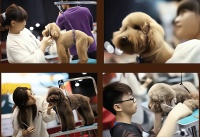 让你的宠物恢复健康皮肤，轻松创业，实现财富自由