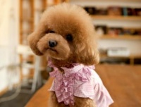 宠物美容师需要考什么证书？