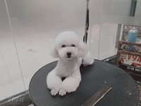 长春宠物美容高级研修培训班