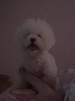 来旺兄弟，让宠物剪毛不再烦恼