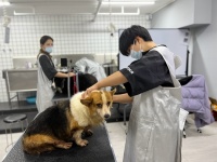 宠物美容要学哪些内容？宠物美容包括哪些工作？