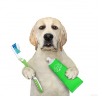 狗狗牙齿健康：在家也能实现的5个妙招