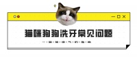 猫狗洗牙常见问题：一篇接地气的指南
