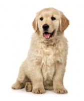 如何做好狗狗的牙齿护理？