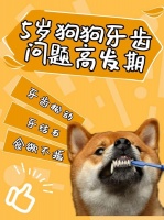 宠物牙齿护理大全
