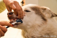 狗狗剪牙正确方法！正确剪牙呵护狗狗健康！宠物牙齿护理必备技巧