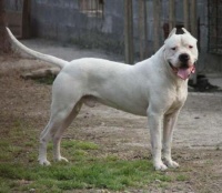 如何才能给狗狗护理牙齿？