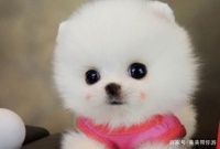 清除牙石的宠物洁齿SPA，再也不担心麻醉了