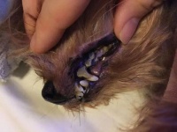 狗牙结石容易引起口腔疾病，该如何给狗狗预防牙结石？