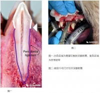 1分钟学犬猫拔牙术之技巧篇
