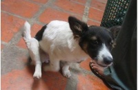 如何帮狗狗清理肛门腺？送你5个小窍门！