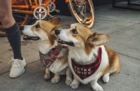 铲屎官必备技能：如何护理狗狗肛门腺?