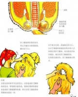 如何预防和治疗狗狗肛门腺炎？一文带你了解肛门腺的秘密！