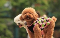 如何给泰迪犬“挤肛门腺”？这5个教程简单易做，挤出狗狗好身体